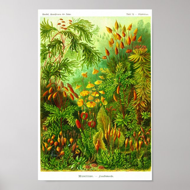 Poster Placa 72. Muscinae. (Frente)