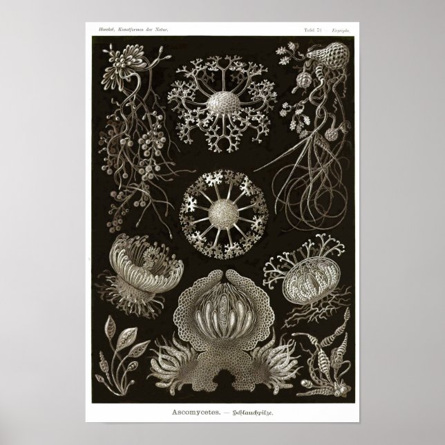 Poster Placa 73. Ascomicetes. (Frente)