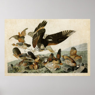Poster Placa 76 | Virginian Partridge | Aves da América