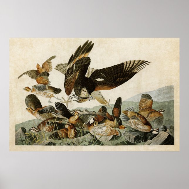 Poster Placa 76 | Virginian Partridge | Aves da América (Frente)