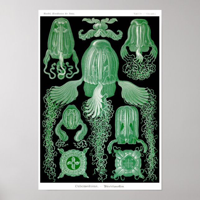 Poster Placa 78. Cubomedusa. (Frente)