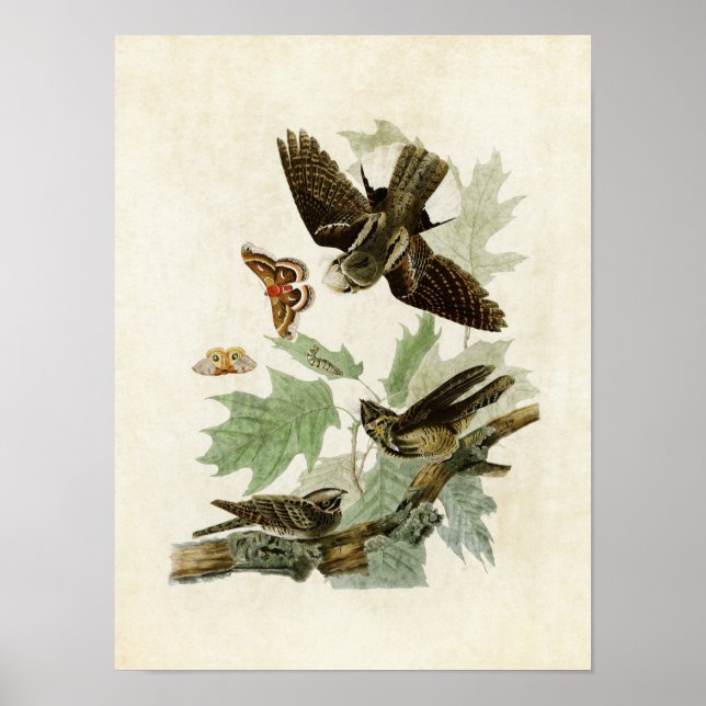 Poster Placa 82 | Whip-Poor-Will | Aves da América (Frente)