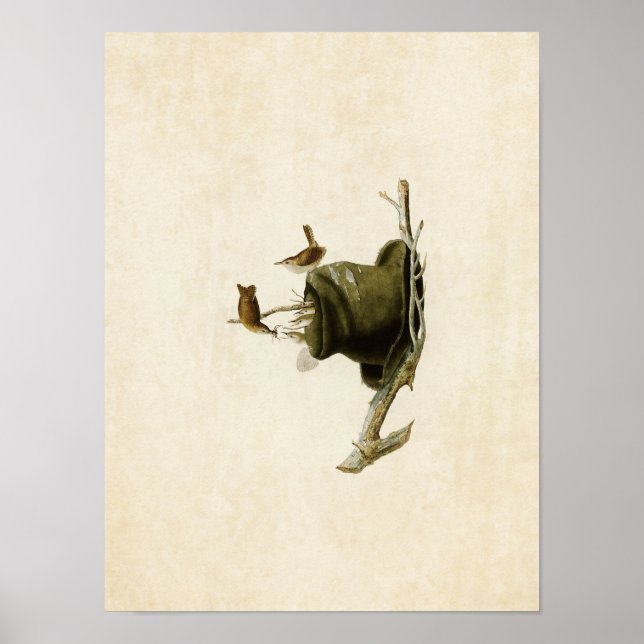 Póster Placa 83 | House Wren | Aves da América (Frente)