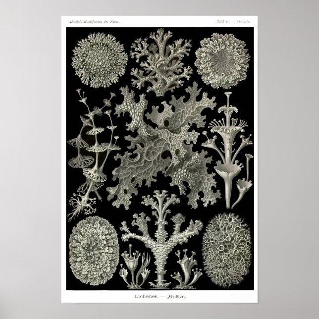 Poster Placa 83. Lichens. (Frente)