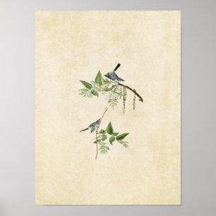 Póster Placa 84   Bagas de Cinza azul   Aves da América