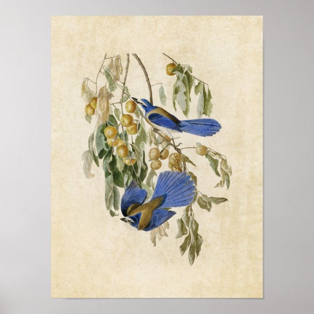 Poster Placa 87 | Florida Jay | Aves da América (Frente)