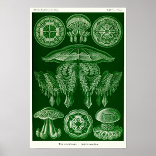 Poster Placa 88. Desconto.