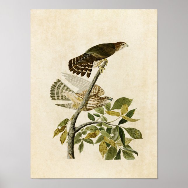 Poster Placa 92 | Pombo Hawk | Aves da América (Frente)