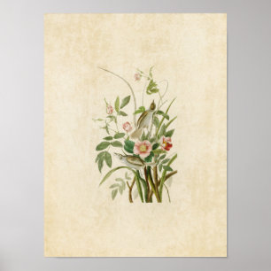 Póster Placa 93   Finais costeiros   Aves da América