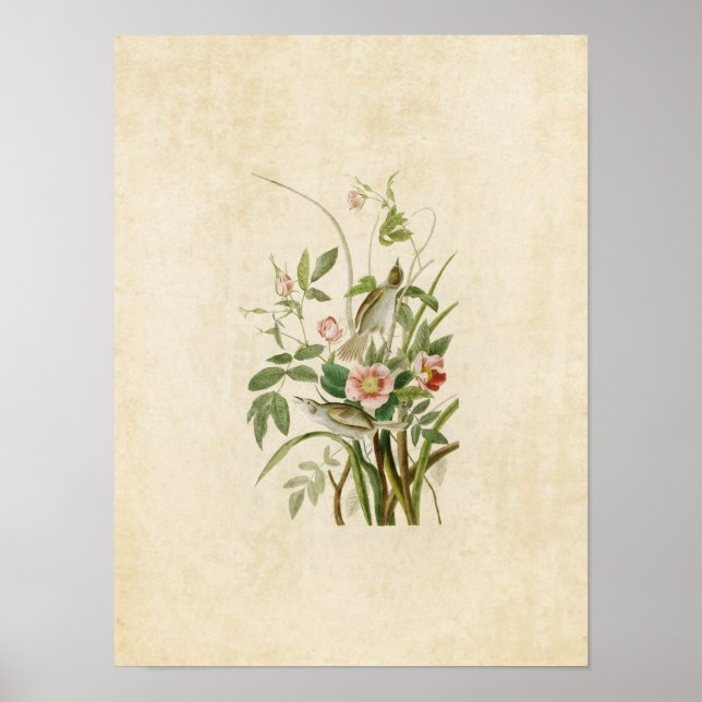 Póster Placa 93 | Finais costeiros | Aves da América (Frente)