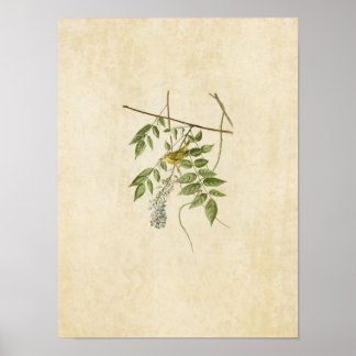 Póster Placa 95 | Warbler amarelo | Aves da América