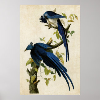 Póster Placa 96 | Columbia Jay | Aves da América