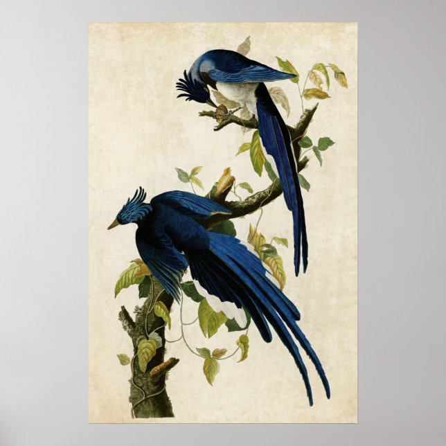 Póster Placa 96 | Columbia Jay | Aves da América (Frente)