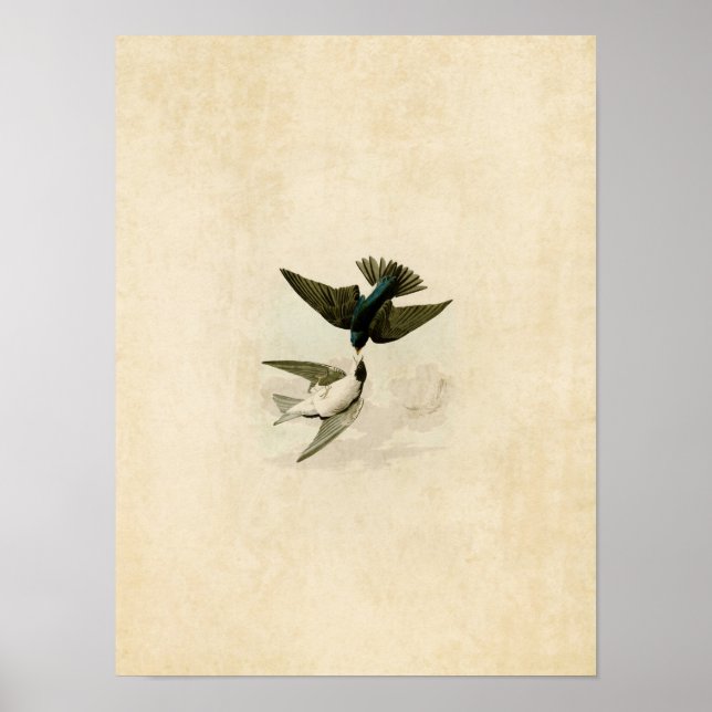 Póster Placa 98 | Engorda de barbatanas brancas (Frente)