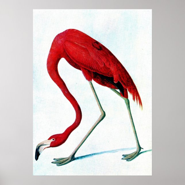 Póster Placa antiga American Red flamingo Audubon (Frente)