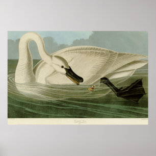 Póster Placa Audubon do litho da antiguidade da cisne de