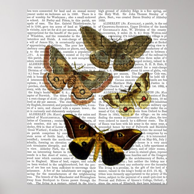 Poster Placa de Mariposa 4 (Frente)
