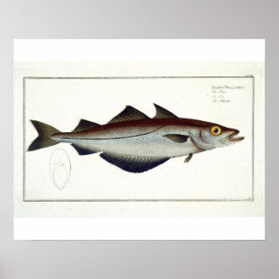 Póster Placa de Pollack (Pollachius pollachius) LXVIII, d