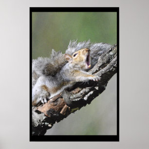 Póster Placa de Vazio Engraçado Sleepy Squirrel