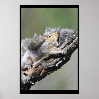 Póster Placa de Vazio Engraçado Sleepy Squirrel