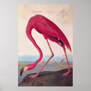 Póster Placa de Vintage Flamingo Audubon, rosa-rosa, amer