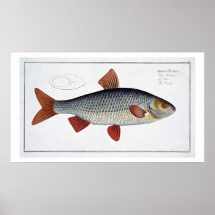 Poster Placa II da barata (Cyprinus Rutilis) 'de