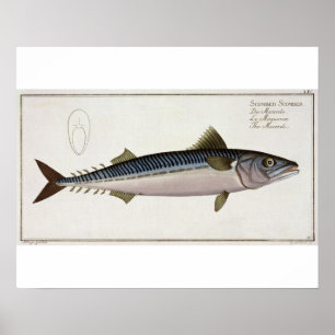 Póster Placa LIV da cavala (Scomber do Scomber) 'de