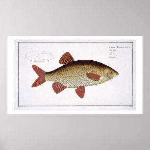 Poster Placa vermelha da carpa (Cyprinus