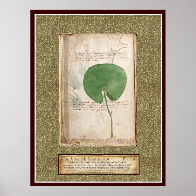 Poster Placa Voynich 4 - Ilustração Botânica (Frente)