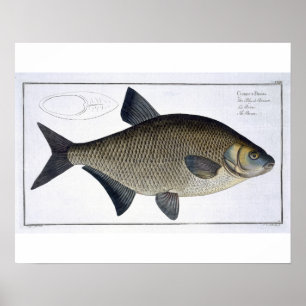 Poster Placa XIII da brema (Brama do Cyprinus) 'de