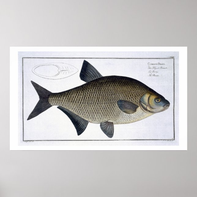 Poster Placa XIII de Bream (Cyprinus Brama) de Iquitologi (Frente)