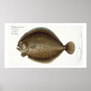 Poster Placa XLIX do Turbot (Pleuronectes Maximus) 'de