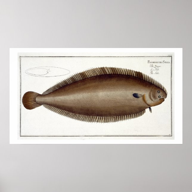 Póster Placa XLV de Dover Sole (Solea Solaea) de Ichtiol (Frente)