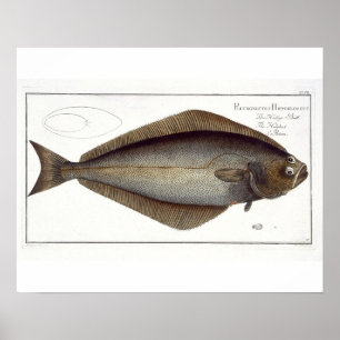 Póster Placa XLVII para halibut (Pleuronectes Hippoglossu