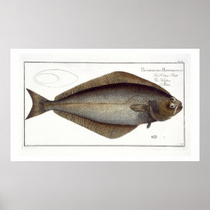 Poster Placa XLVII para halibut (Pleuronectes Hippoglossu