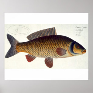 Poster Placa XVI da carpa (Cyprinus Carpio) 'de