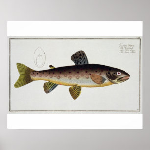 Póster Placa XXIII da truta de Brown (Salmo Iasustris)