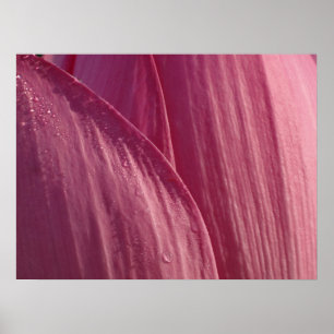 Poster Placas De Flor De Lotus, Florais Rosa