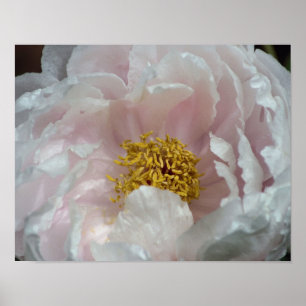 Poster Placas de Flores de Pedônia Rosa Fechem