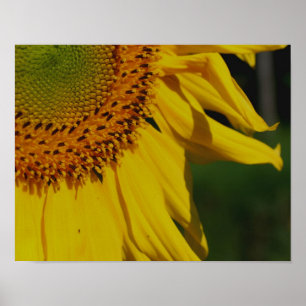 Póster Placas De Girassol Aproximadamente