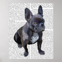 Plain de Bulldog Francês
