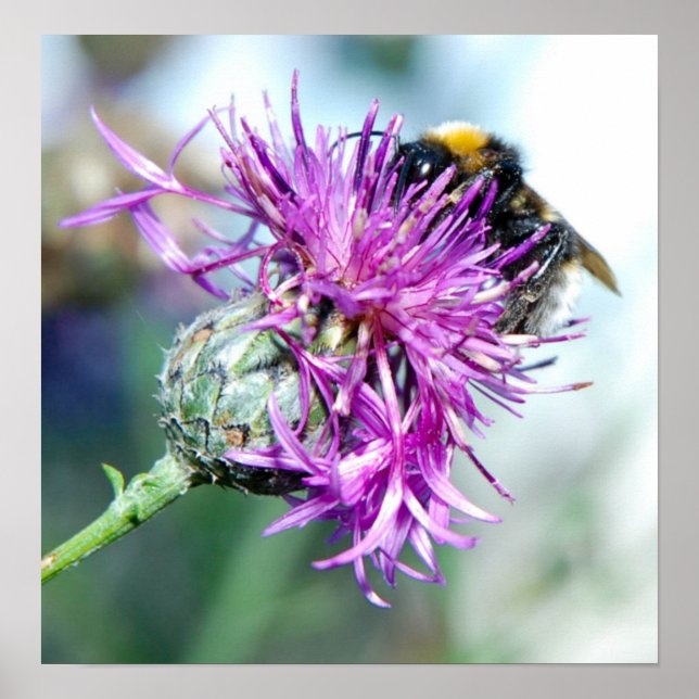 Póster Planador de Verão (Frente)