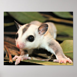 Poster Planador do açúcar