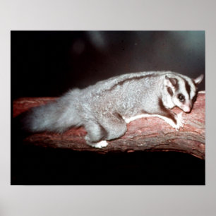 Póster Planador do açúcar - breviceps do Petaurus