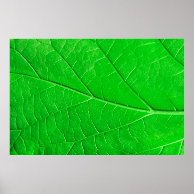 Poster Plano de fundo da planta de ecologia de folha verd (Frente)