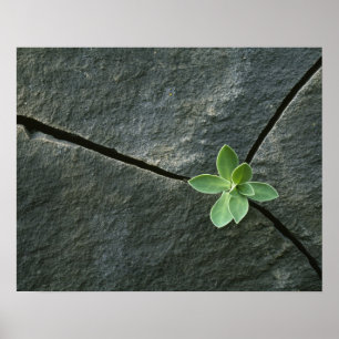 Poster Plant Growing in Cracked Boulder