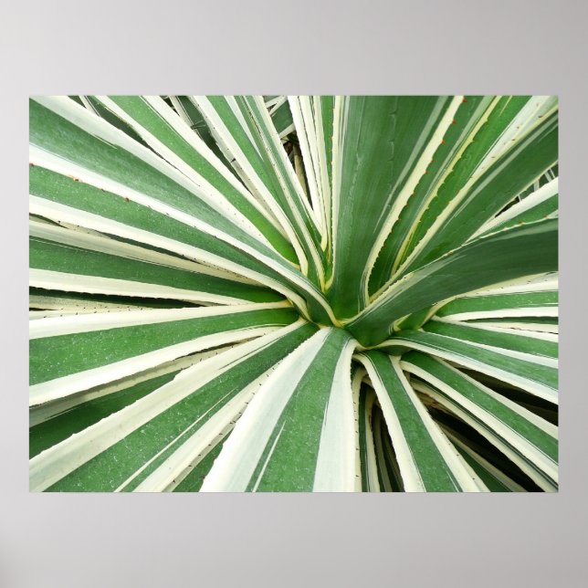 Poster Planta Agave Verde e Listrada de Branco (Frente)