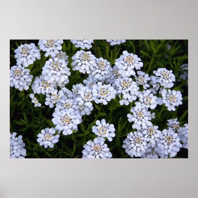 POSTER PLANTA CANDYTUFT (Frente)