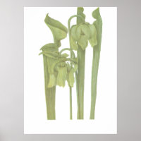 Planta Carnívora - Sarracenia flava