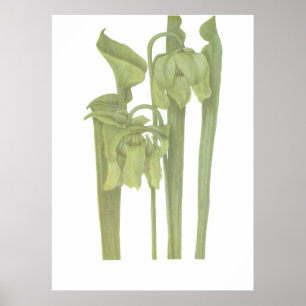 Póster Planta Carnívora - Sarracenia flava